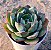 Echeveria meteor shower - Imagem 2