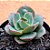 Echeveria meteor shower - Imagem 2