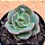 Echeveria meteor shower - Imagem 1