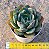 Echeveria meteor shower - Imagem 3