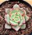 Echeveria Nacre - Imagem 1