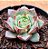 Echeveria Nacre - Imagem 2