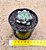 Echeveria Nacre - Imagem 3