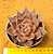 Echeveria tobarensis romeo - Imagem 1