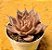 Echeveria tobarensis romeo - Imagem 2