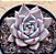 Echeveria tobarensis romeo - Imagem 1