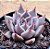 Echeveria tobarensis romeo - Imagem 2