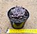 Echeveria tobarensis romeo - Imagem 3