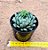 Echeveria dream cluster - Imagem 3