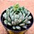 Echeveria dream cluster - Imagem 2