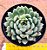 Echeveria dream cluster - Imagem 1