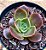 Echeveria relena - Imagem 1