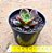 Echeveria relena - Imagem 3