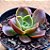 Echeveria relena - Imagem 2