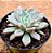 Graptoveria orange sherbert - Imagem 2
