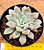 Graptoveria orange sherbert - Imagem 1