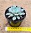 Graptoveria orange sherbert - Imagem 3