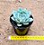 Echeveria malasanta - Imagem 3