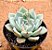 Echeveria malasanta - Imagem 2