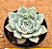 Echeveria malasanta - Imagem 1