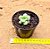 Echeveria bill gates - Imagem 3