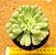 Echeveria bill gates - Imagem 1