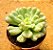 Echeveria bill gates - Imagem 2
