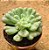 Echeveria bill gates - Imagem 4