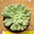 Echeveria bill gates - Imagem 5