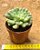 Echeveria bill gates - Imagem 3