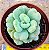 Echeveria bill gates - Imagem 1