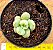 Echeveria bill gates - Imagem 2