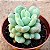 Echeveria bill gates - Imagem 2