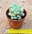 Echeveria bill gates - Imagem 3