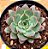 Echeveria endorphin - Imagem 1