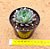 Echeveria endorphin - Imagem 3