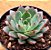 Echeveria endorphin - Imagem 2
