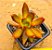 sedum firestorm - Imagem 3