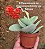 Crassula perfoliata var. falcata - Imagem 4