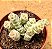 Crassula marnieriana variegata - Imagem 2
