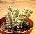 Crassula marnieriana variegata - Imagem 1