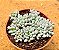 Graptopetalum blue bean - Imagem 1