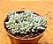 Graptopetalum blue bean - Imagem 2