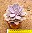 Graptoveria debbie - Imagem 3