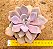 Graptoveria debbie - Imagem 1