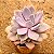 Graptoveria debbie - Imagem 2