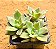 Sedum crepúsculo - Imagem 2