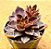 Echeveria racemosa - Imagem 2