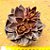 Echeveria racemosa - Imagem 1