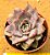 echeveria summer - Imagem 1
